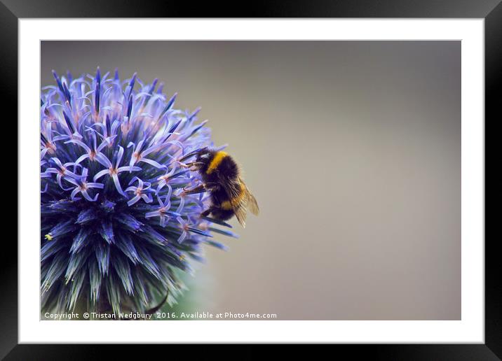 Bumble Bee & Flower Framed Mounted Print by Tristan Wedgbury