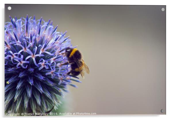 Bumble Bee & Flower Acrylic by Tristan Wedgbury