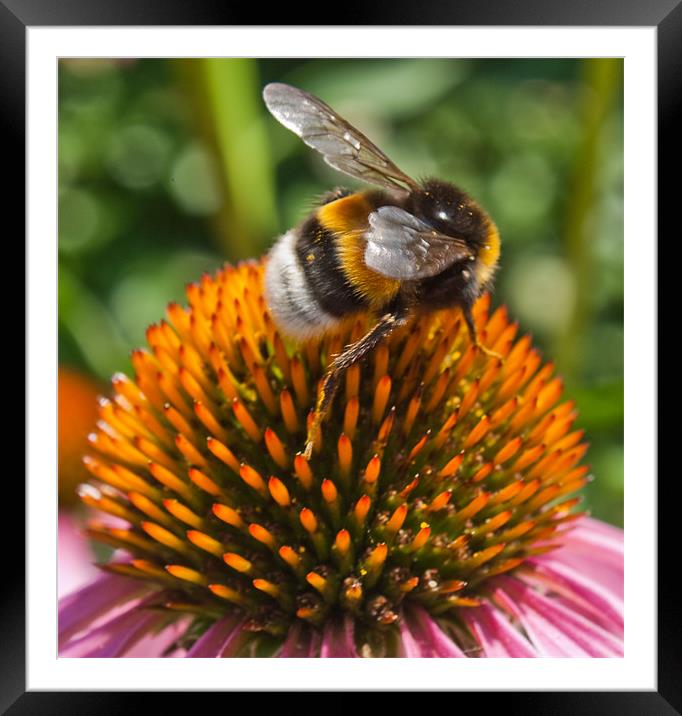 Nectar Framed Mounted Print by les tobin