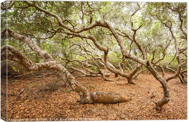 The magical El Moro Elfin Forest. Canvas Print by Jamie Pham