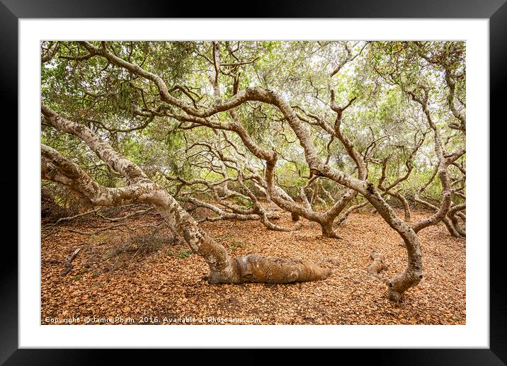 The magical El Moro Elfin Forest. Framed Mounted Print by Jamie Pham
