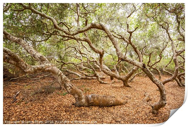 The magical El Moro Elfin Forest. Print by Jamie Pham