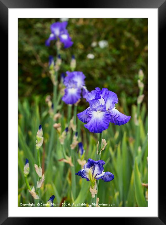 Beautiful and colorful Iris. Framed Mounted Print by Jamie Pham