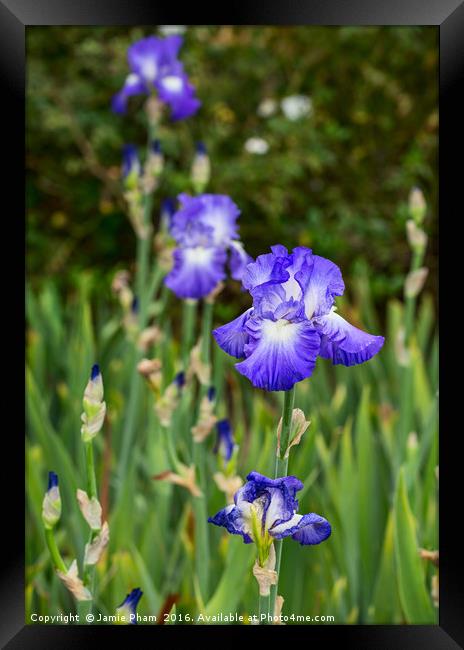 Beautiful and colorful Iris. Framed Print by Jamie Pham