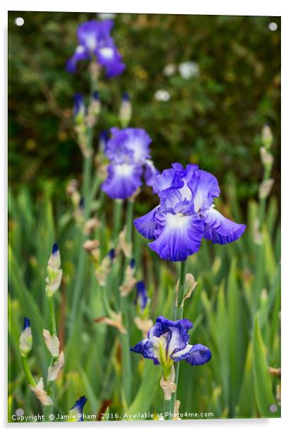 Beautiful and colorful Iris. Acrylic by Jamie Pham