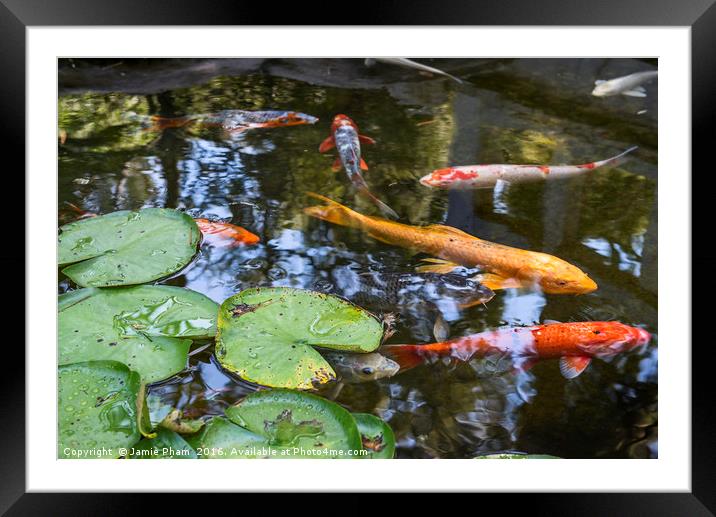 Beautiful koi fish and lily pads in a garden. Framed Mounted Print by Jamie Pham