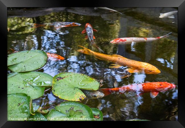 Beautiful koi fish and lily pads in a garden. Framed Print by Jamie Pham
