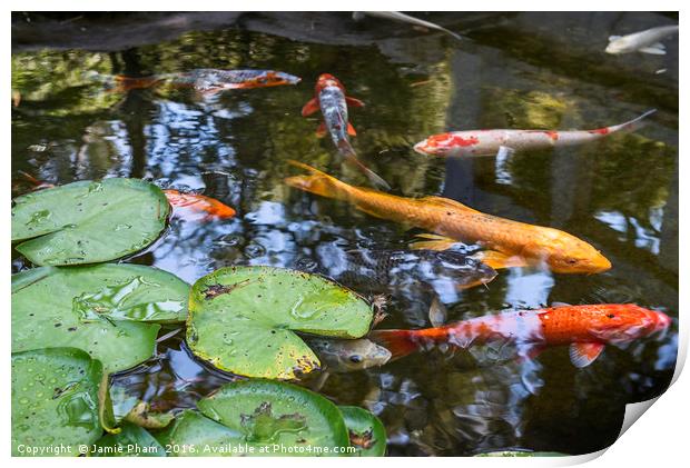 Beautiful koi fish and lily pads in a garden. Print by Jamie Pham