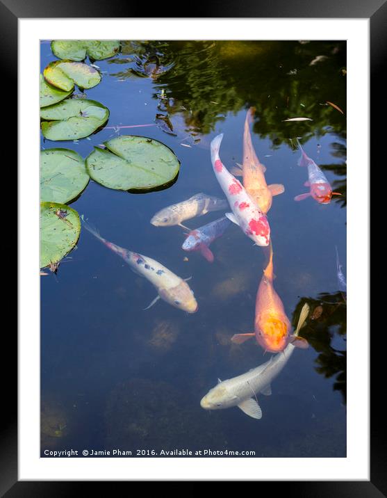 Beautiful koi fish and lily pads in a garden. Framed Mounted Print by Jamie Pham