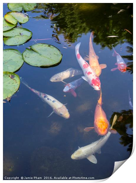 Beautiful koi fish and lily pads in a garden. Print by Jamie Pham