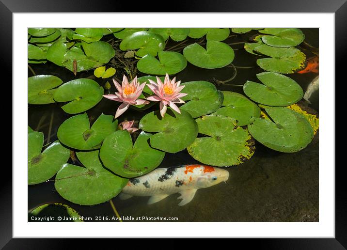 Beautiful lily pond with pink water lilies in bloo Framed Mounted Print by Jamie Pham