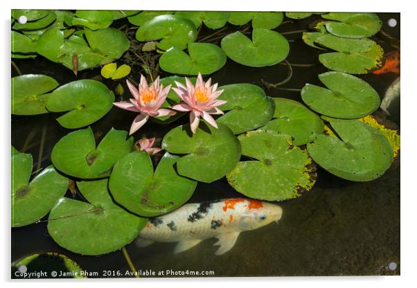 Beautiful lily pond with pink water lilies in bloo Acrylic by Jamie Pham