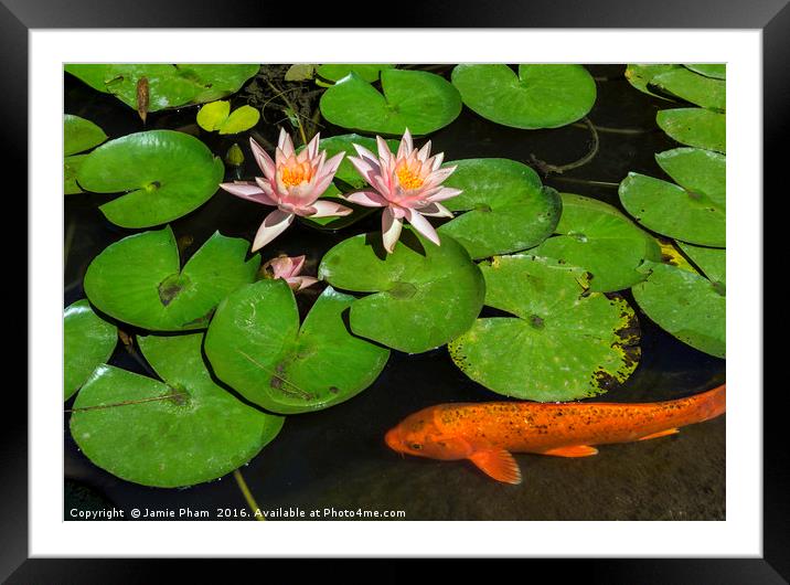 Beautiful lily pond with pink water lilies in bloo Framed Mounted Print by Jamie Pham