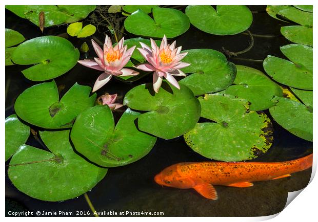 Beautiful lily pond with pink water lilies in bloo Print by Jamie Pham