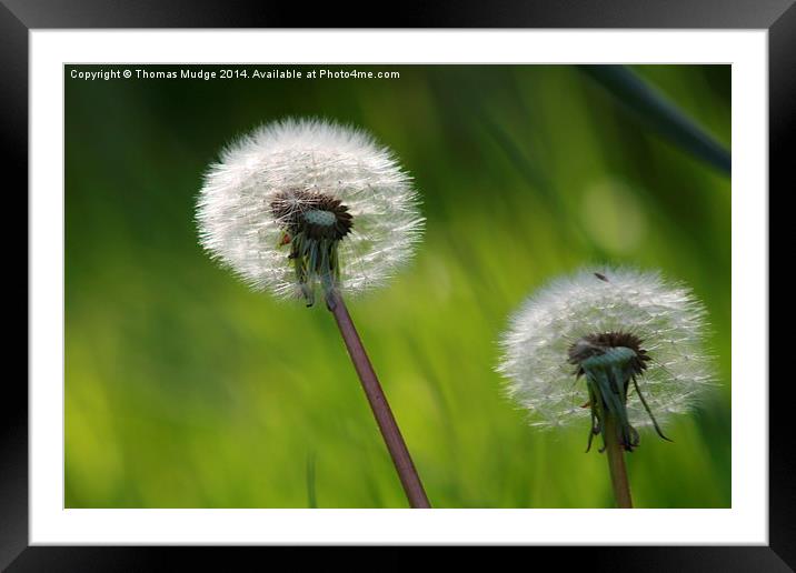Dandelions Framed Mounted Print by Thomas Mudge
