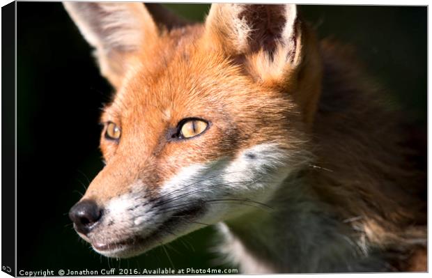 Portrait of a fox Canvas Print by Jonathon Cuff
