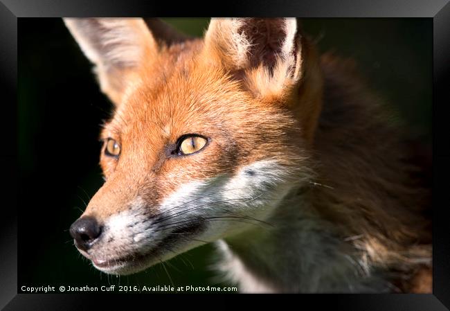 Portrait of a fox Framed Print by Jonathon Cuff