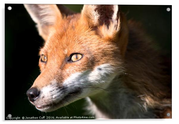 Portrait of a fox Acrylic by Jonathon Cuff