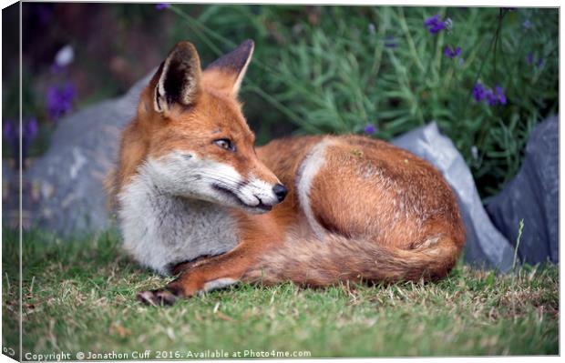 Relaxed fox - ever watchful Canvas Print by Jonathon Cuff