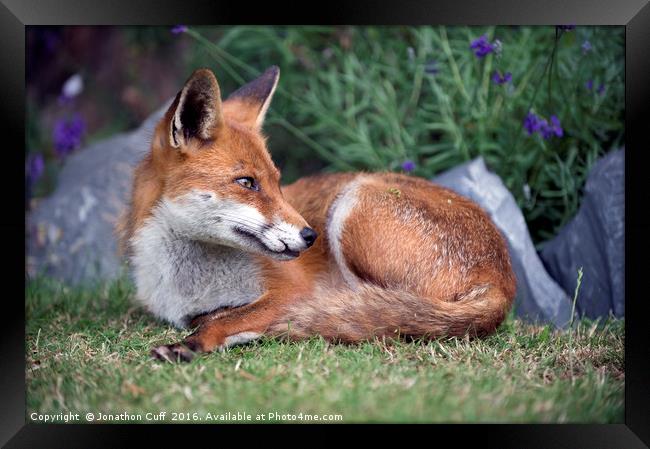 Relaxed fox - ever watchful Framed Print by Jonathon Cuff