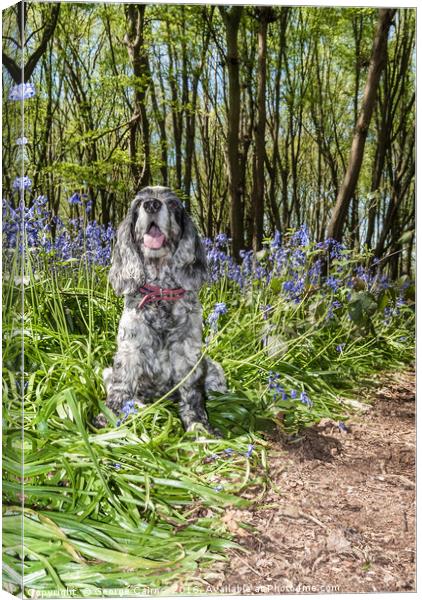 Spaniel in the Bluebells Canvas Print by George Cairns