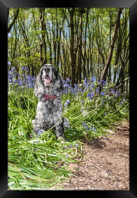 Spaniel in the Bluebells Framed Print by George Cairns
