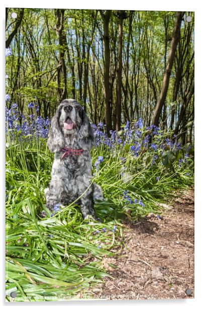 Spaniel in the Bluebells Acrylic by George Cairns