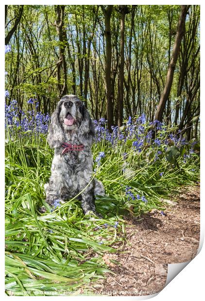 Spaniel in the Bluebells Print by George Cairns
