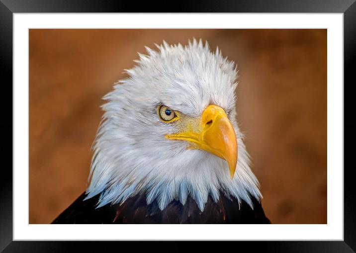 Bald Eagle Portrait Framed Mounted Print by Matt Johnston