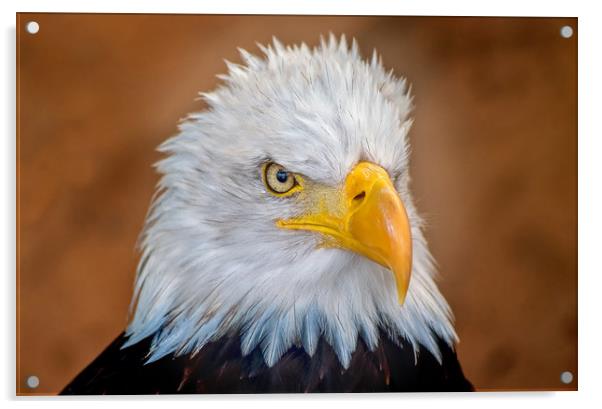 Bald Eagle Portrait Acrylic by Matt Johnston