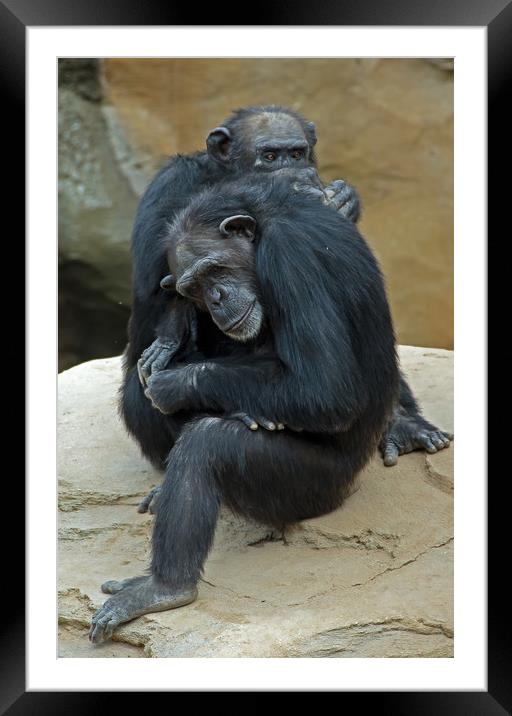 Pair of Chimpnzees Grooming Framed Mounted Print by Matt Johnston
