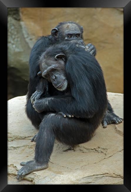 Pair of Chimpnzees Grooming Framed Print by Matt Johnston