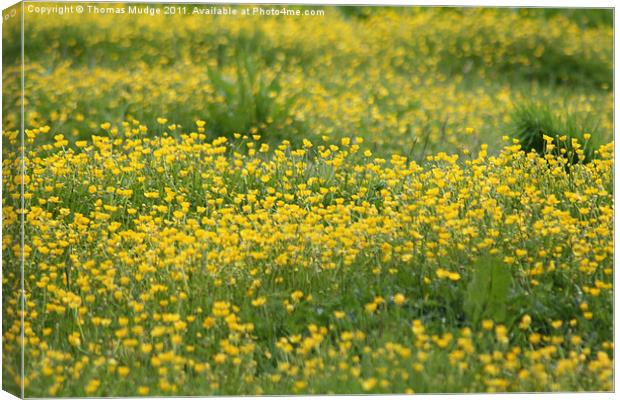 Buttercups Canvas Print by Thomas Mudge