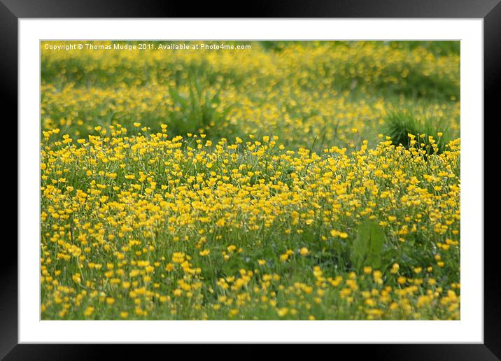 Buttercups Framed Mounted Print by Thomas Mudge