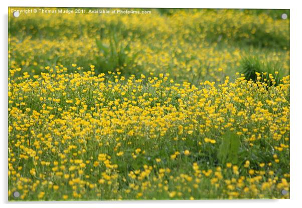 Buttercups Acrylic by Thomas Mudge