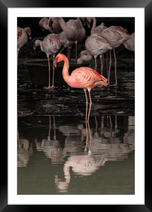 Flamingoes Framed Mounted Print by Matt Johnston