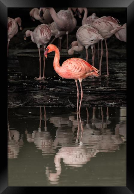 Flamingoes Framed Print by Matt Johnston