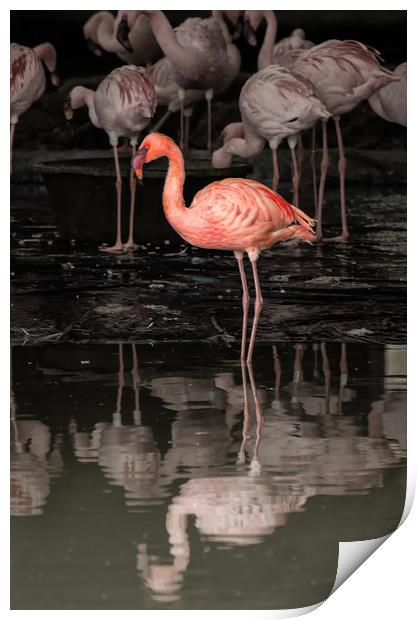 Flamingoes Print by Matt Johnston