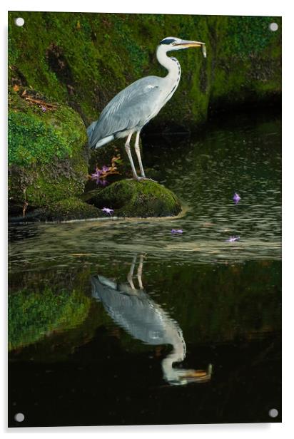Grey Heron with Fish Acrylic by Matt Johnston