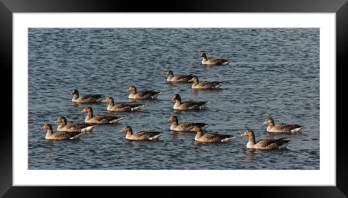 Greylag Geese Swimming Framed Mounted Print by Matt Johnston