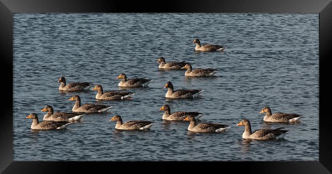Greylag Geese Swimming Framed Print by Matt Johnston