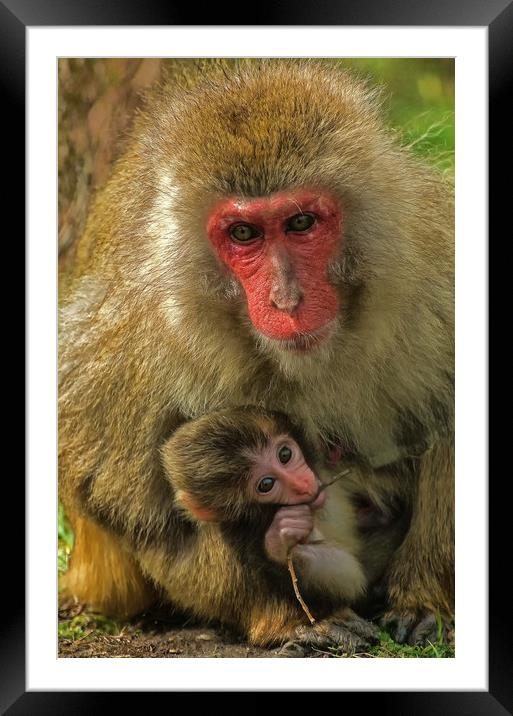 Mother and Child Snow Monkeys Framed Mounted Print by Matt Johnston