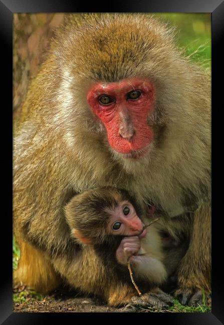 Mother and Child Snow Monkeys Framed Print by Matt Johnston