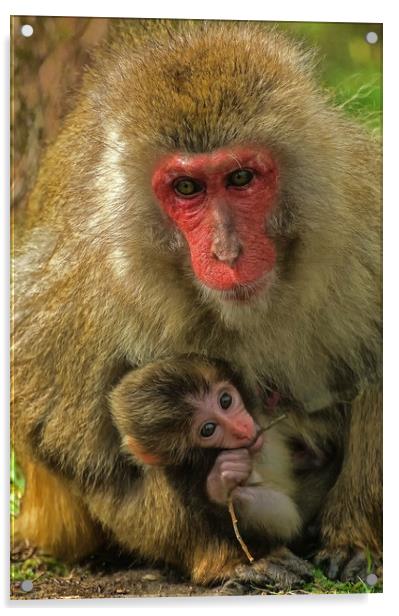 Mother and Child Snow Monkeys Acrylic by Matt Johnston