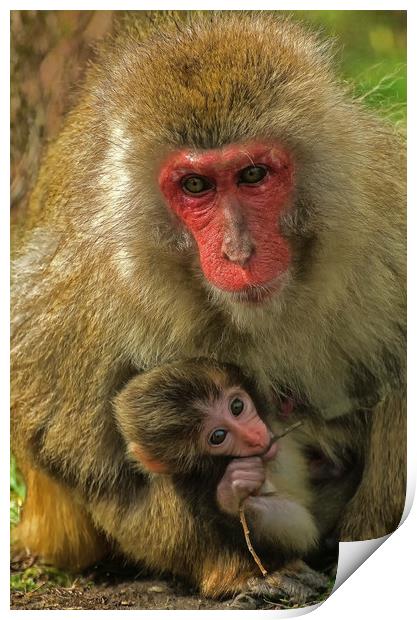 Mother and Child Snow Monkeys Print by Matt Johnston