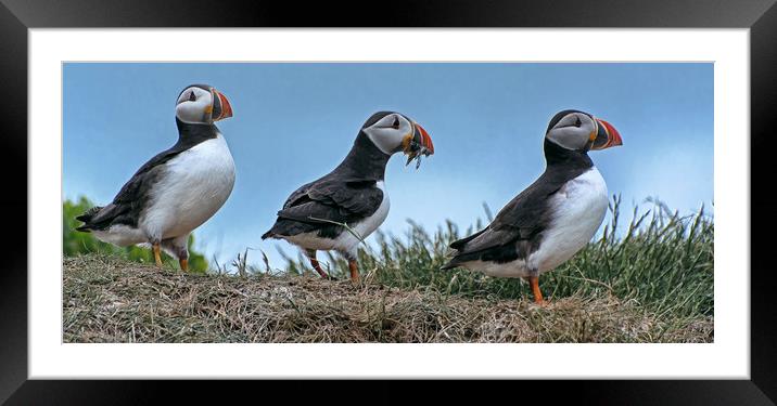 Puffins with Sand EEls Framed Mounted Print by Matt Johnston