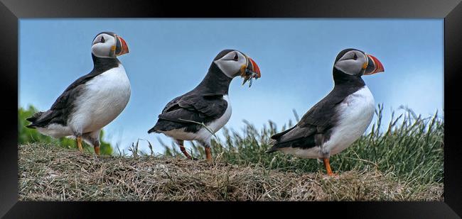 Puffins with Sand EEls Framed Print by Matt Johnston
