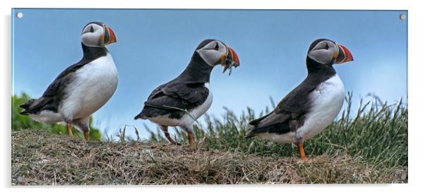 Puffins with Sand EEls Acrylic by Matt Johnston
