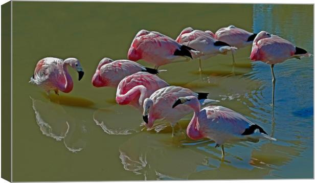 Resting Flamingoes Canvas Print by Matt Johnston