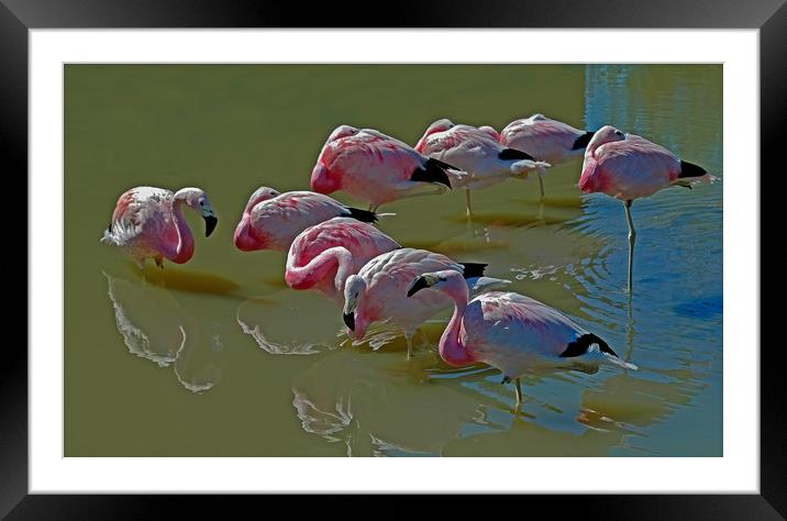 Resting Flamingoes Framed Mounted Print by Matt Johnston
